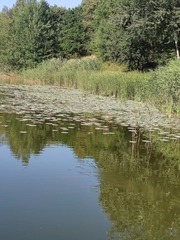 Nelumbo nucifera