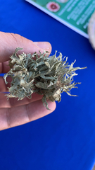 Evernia prunastri