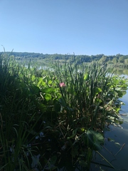 Nelumbo nucifera