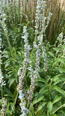 Salvia farinacea