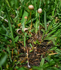 Psilocybe mexicana