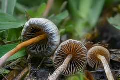 Psilocybe mexicana