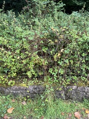 Ribes alpinum