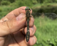 Cordulia aenea aenea