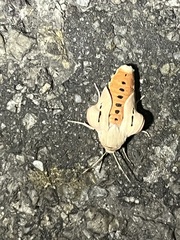 Creatonotos