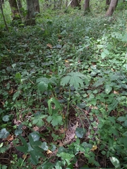 Aconitum lasiostomum
