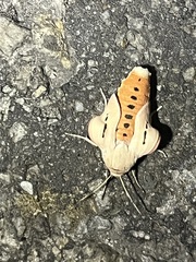 Creatonotos