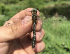 Cordulia aenea aenea