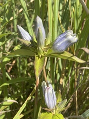 Gentiana × pallidocyanea