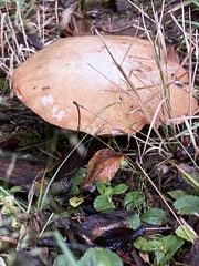 Suillus granulatus