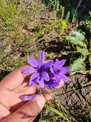 Babiana angustifolia