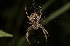 Araneus diadematus