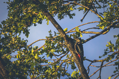 Dendrocopos major