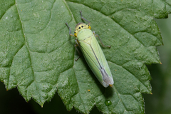 Cicadella viridis