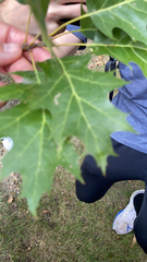 Quercus rubra