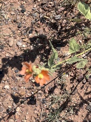 Sphaeralcea fendleri