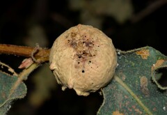 Andricus sternlichti