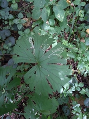 Aconitum lasiostomum