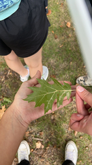 Quercus rubra