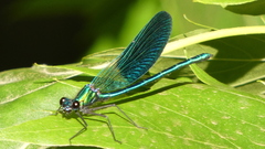 Calopteryx xanthostoma