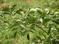 Passer domesticus domesticus