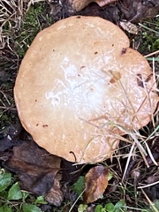 Suillus granulatus
