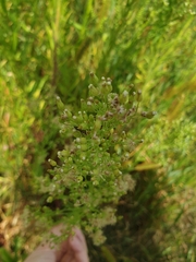Erigeron canadensis