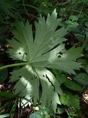 Aconitum lasiostomum