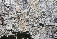 Lecanoromycetes