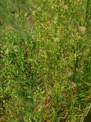 Erigeron canadensis