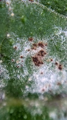 Golovinomyces cynoglossi