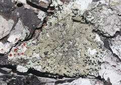 Parmelioideae