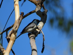 Myiagra cyanoleuca
