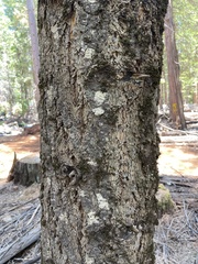Abies concolor