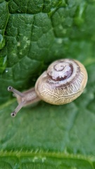 Cepaea
