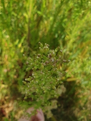 Erigeron canadensis