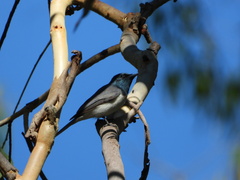 Myiagra cyanoleuca