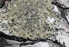 Parmelioideae