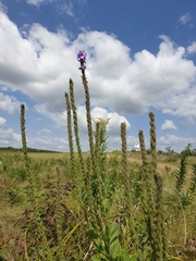 Verbena stricta