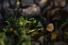 Euphorbia chamaesyce