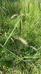 Elymus canadensis