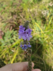 Verbena stricta