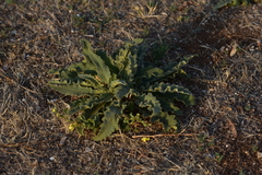 Verbascum sinuatum