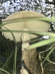 Saproamanita thiersii