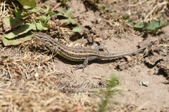 Psammodromus blanci