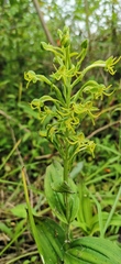 Habenaria novemfida