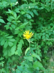 Crepis sibirica