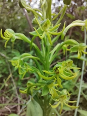 Habenaria novemfida