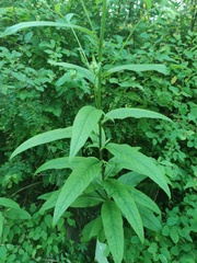 Crepis sibirica