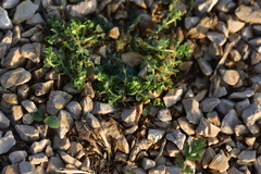 Euphorbia chamaesyce